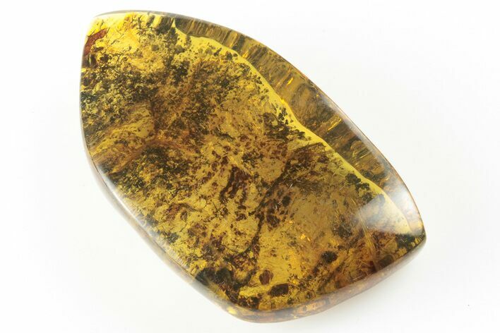 Polished Chiapas Amber ( g) - Mexico #193270
